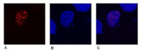DYKDDDDK (binds to Sigma FLAGŪ) (mouse monoclonal) (clone F-tag-01) in the group Tag Antibodies / DYKDDDDK (binds to SigmaFLAGŪ) at Agrisera AB (Antibodies for research) (AS21 4619)